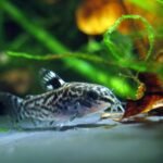 Comida para corydoras