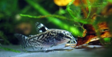 Comida para corydoras